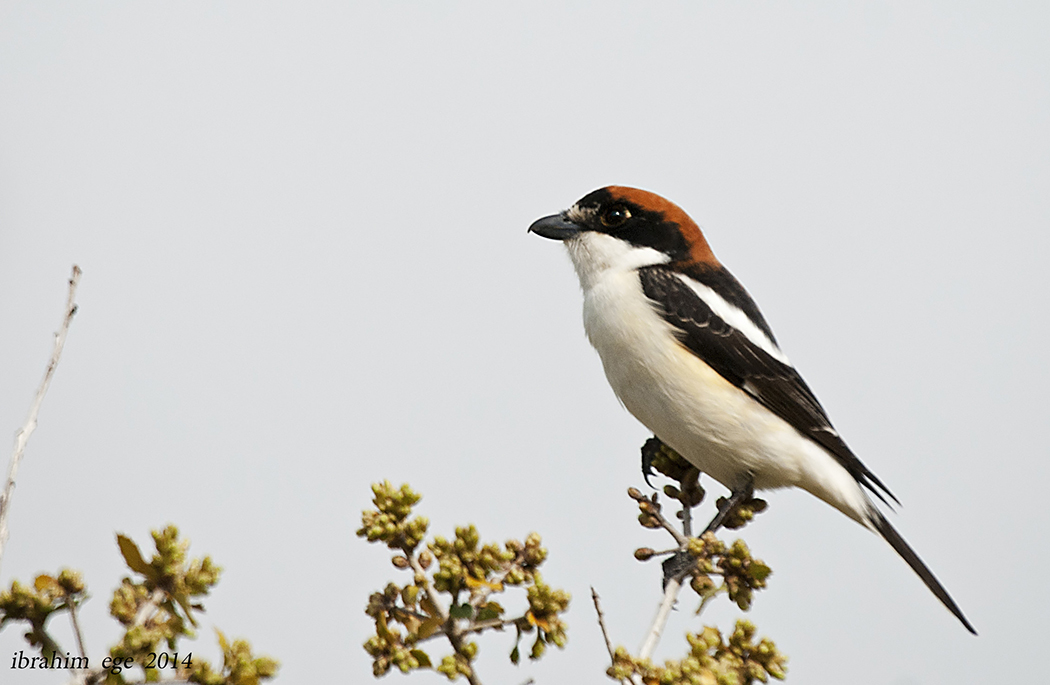 Woodchat Shrike