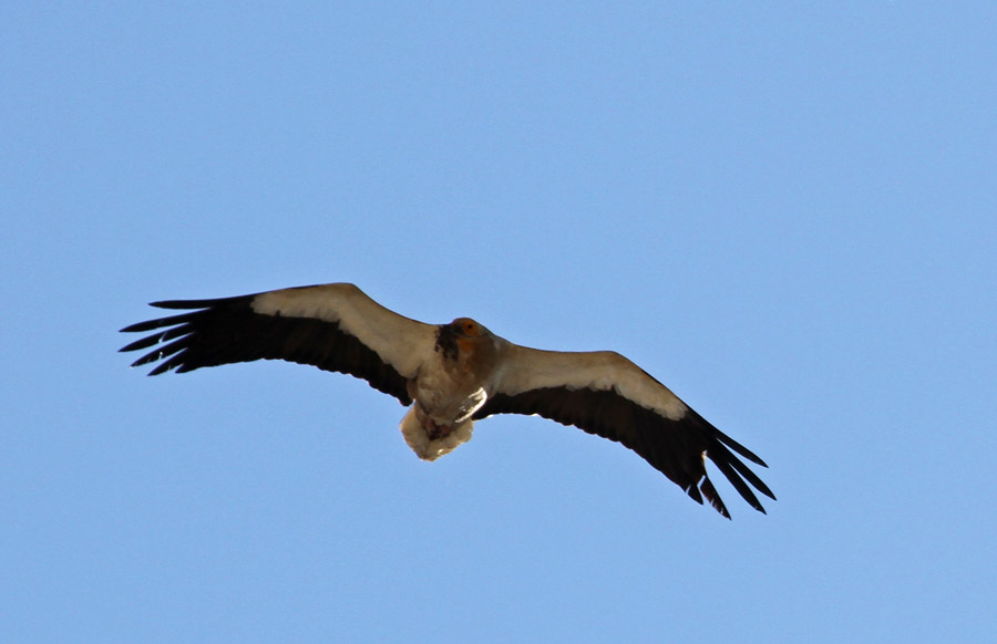 Egyptian Vulture