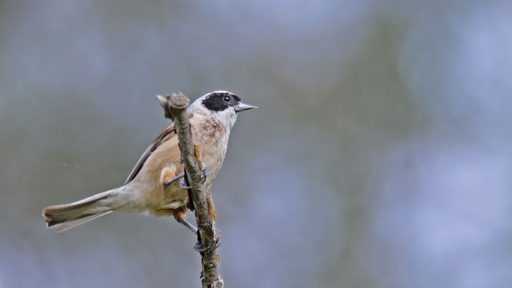 Eurasian Penduline Tit