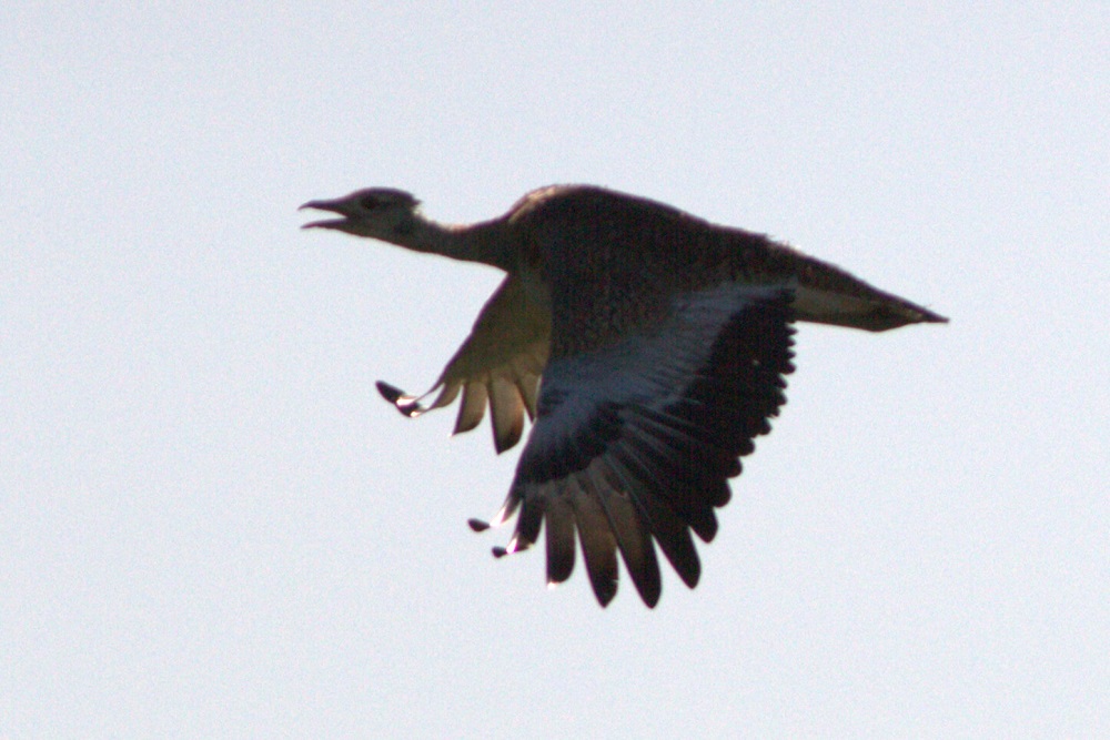 Great Bustard