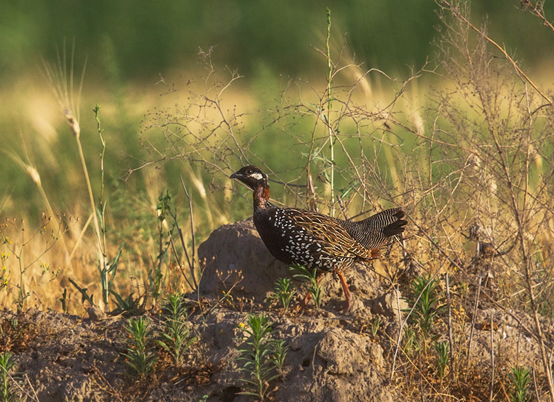 Black Francolin