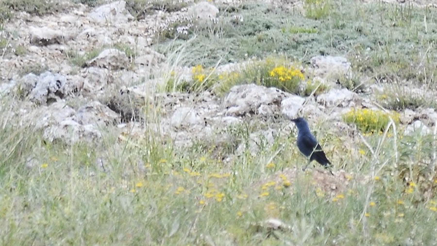 Blue Rock Thrush