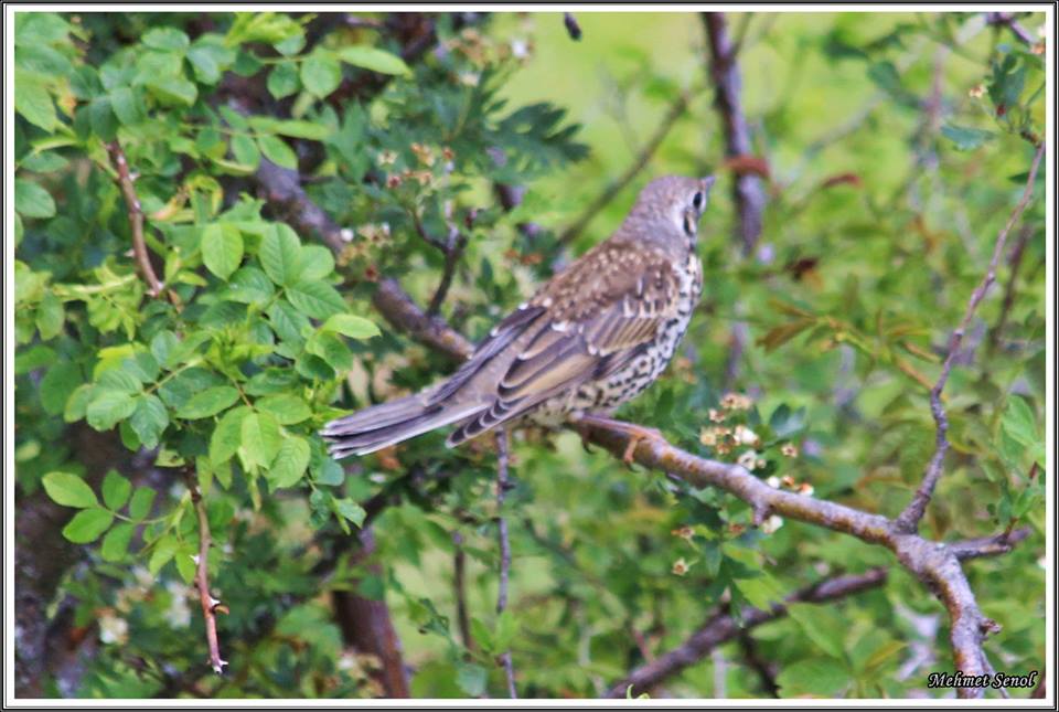 Mistle Thrush