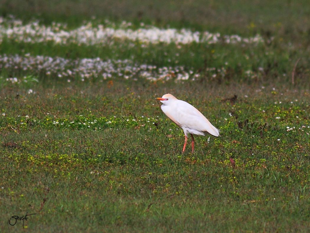 Western Cattle Egret