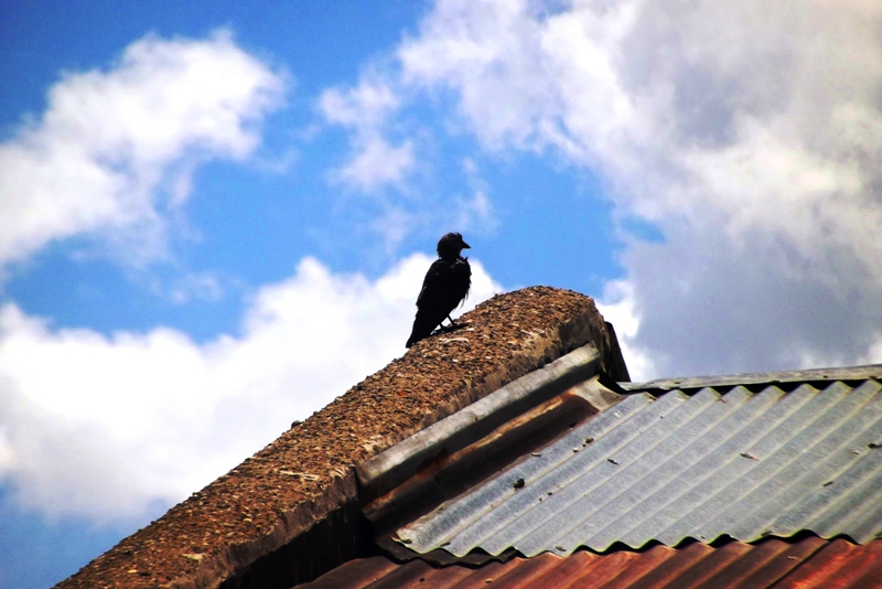 Western Jackdaw