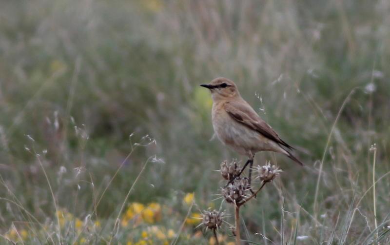 Isabelline Wheatear