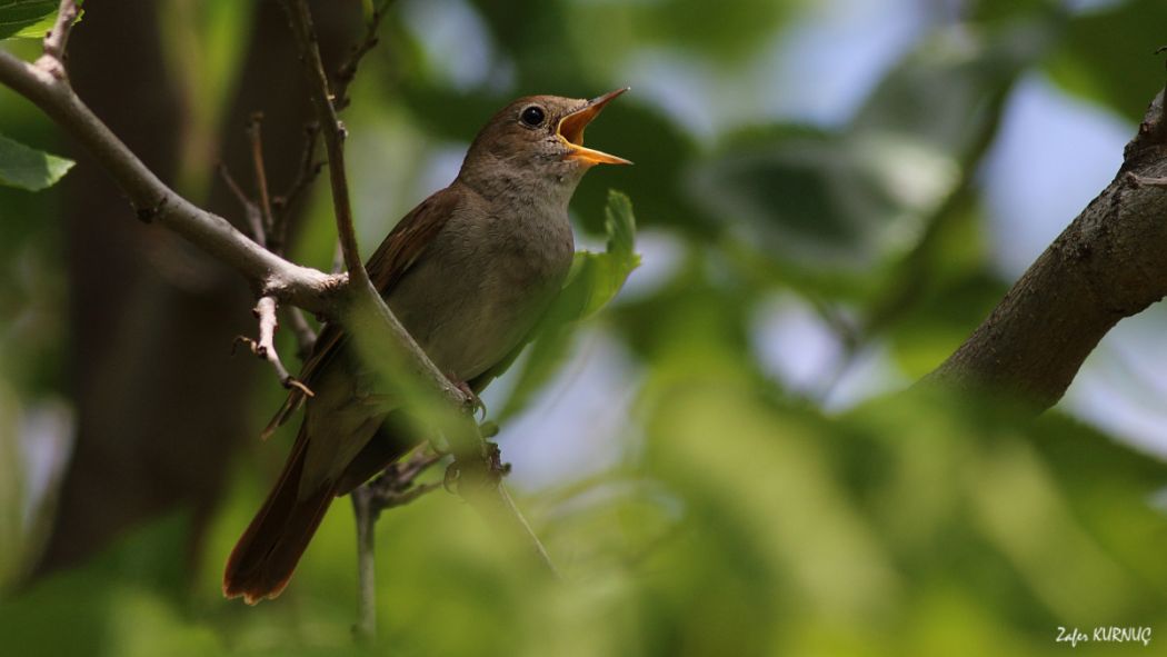 Common Nightingale