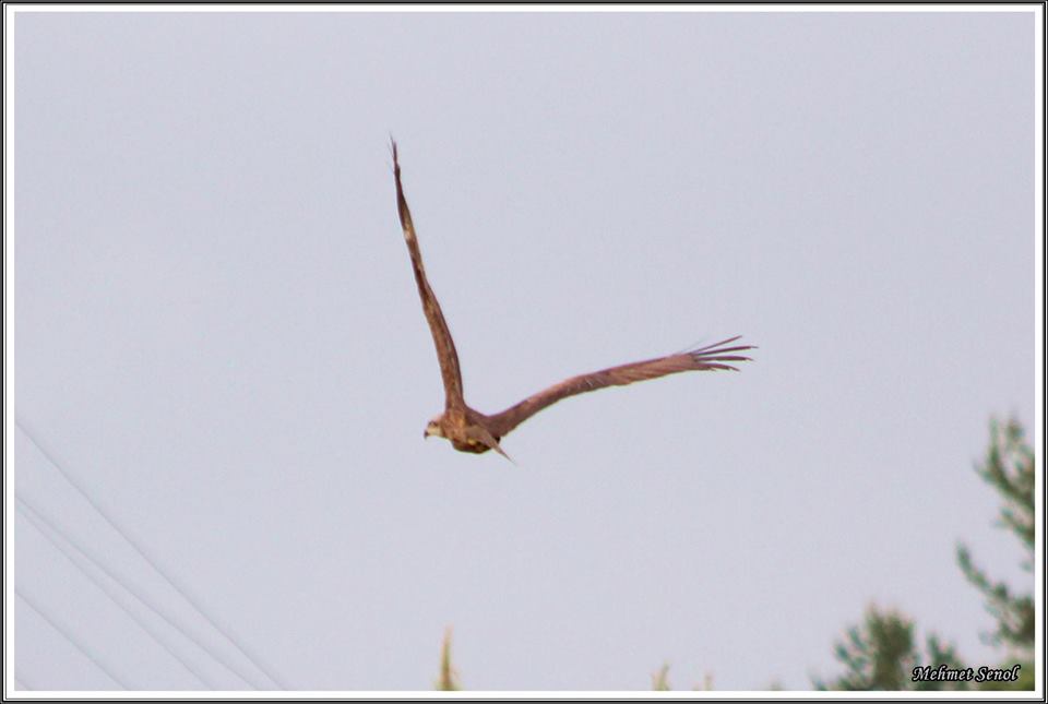Black Kite