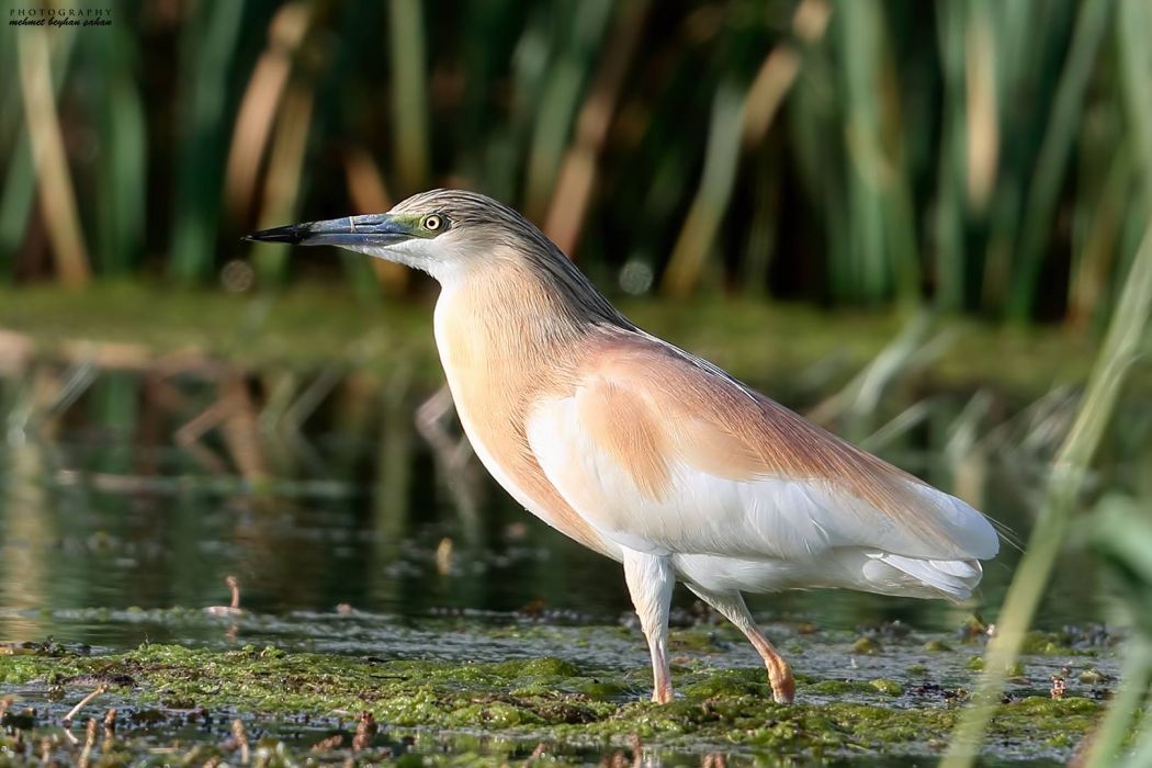 Squacco Heron
