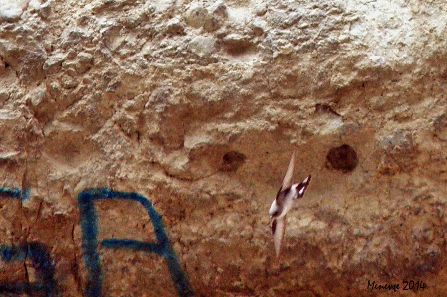 Eurasian Crag Martin
