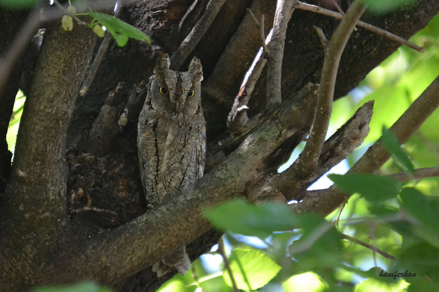 Eurasian Scops Owl