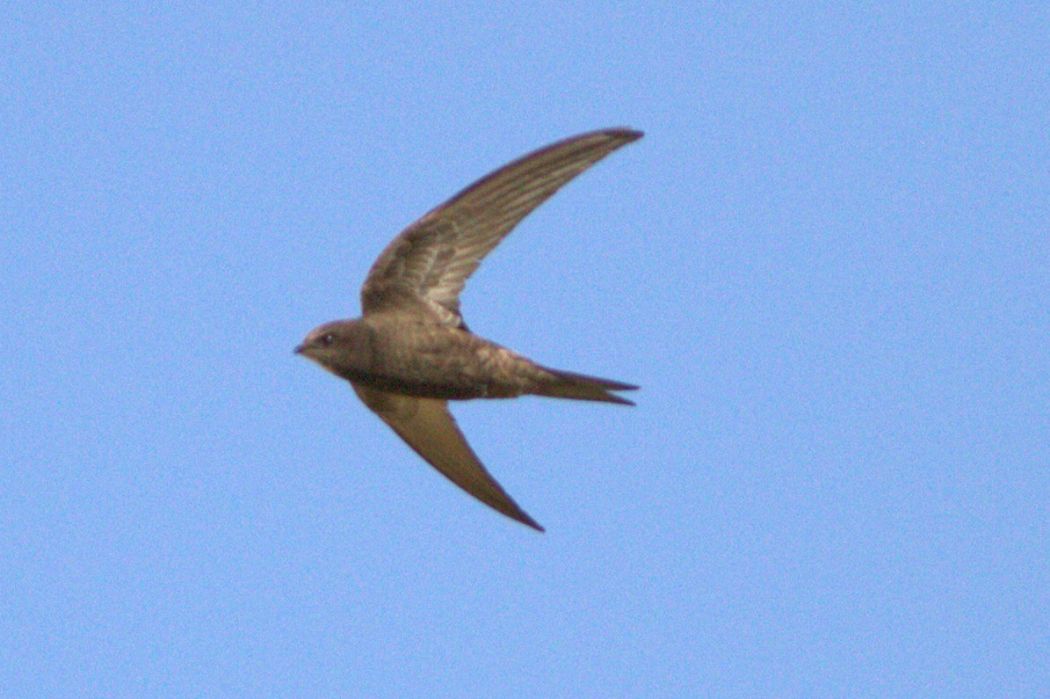 Common Swift