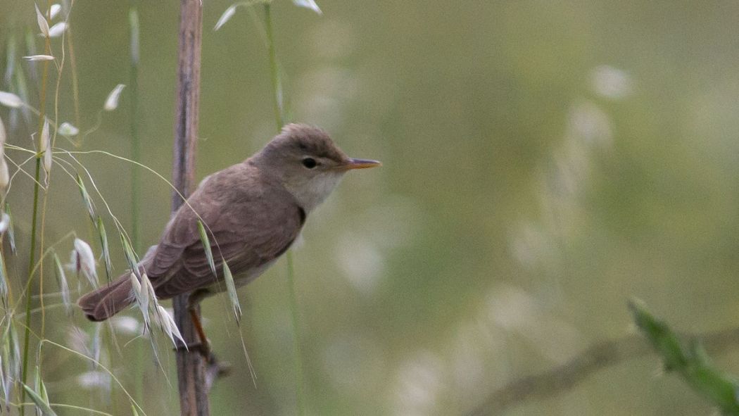 Eastern Olivaceous Warbler