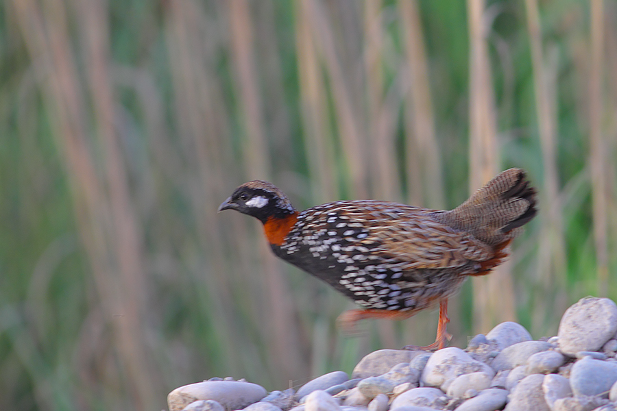 Black Francolin