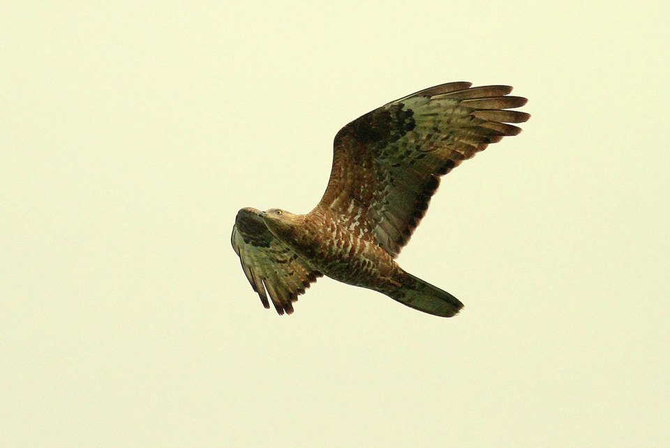 European Honey Buzzard