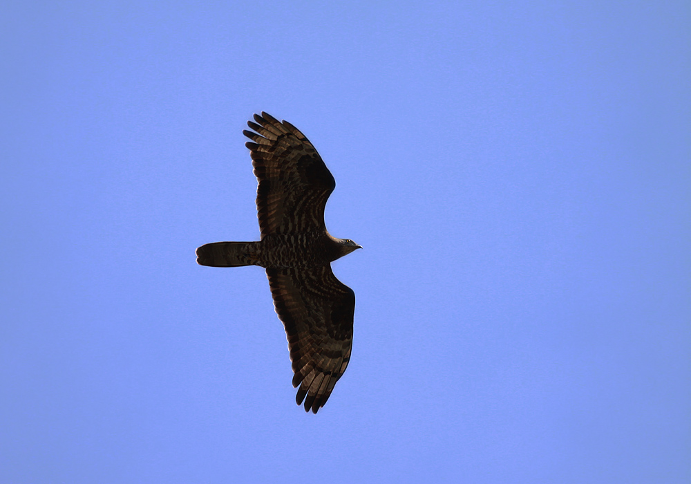 European Honey Buzzard