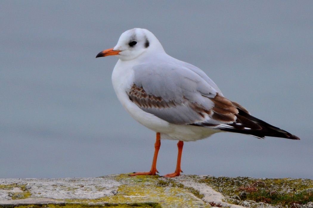 Black-headed Gull