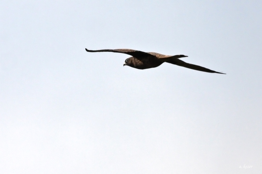 Eleonora`s Falcon