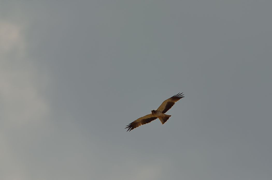 Booted Eagle