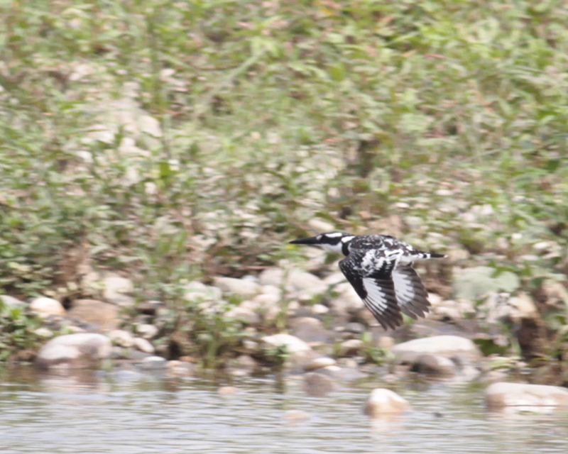 Pied Kingfisher