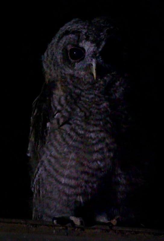 Tawny Owl
