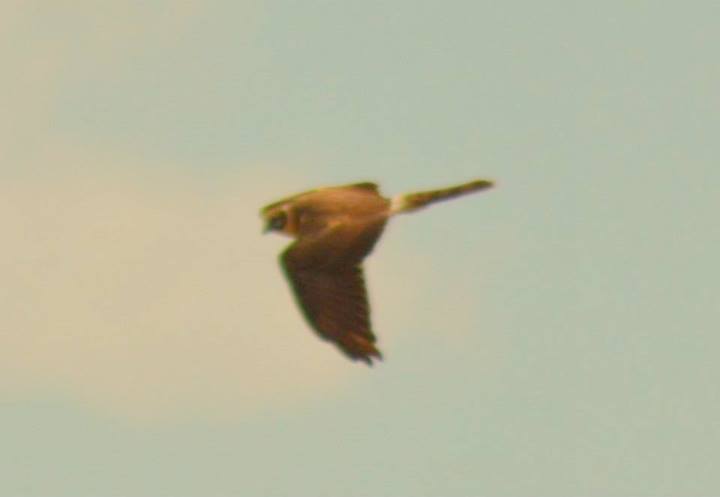 Montagu`s Harrier