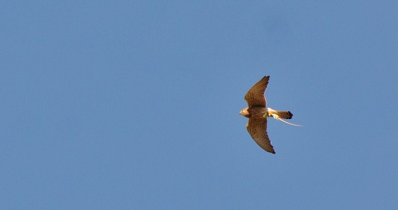 Common Kestrel
