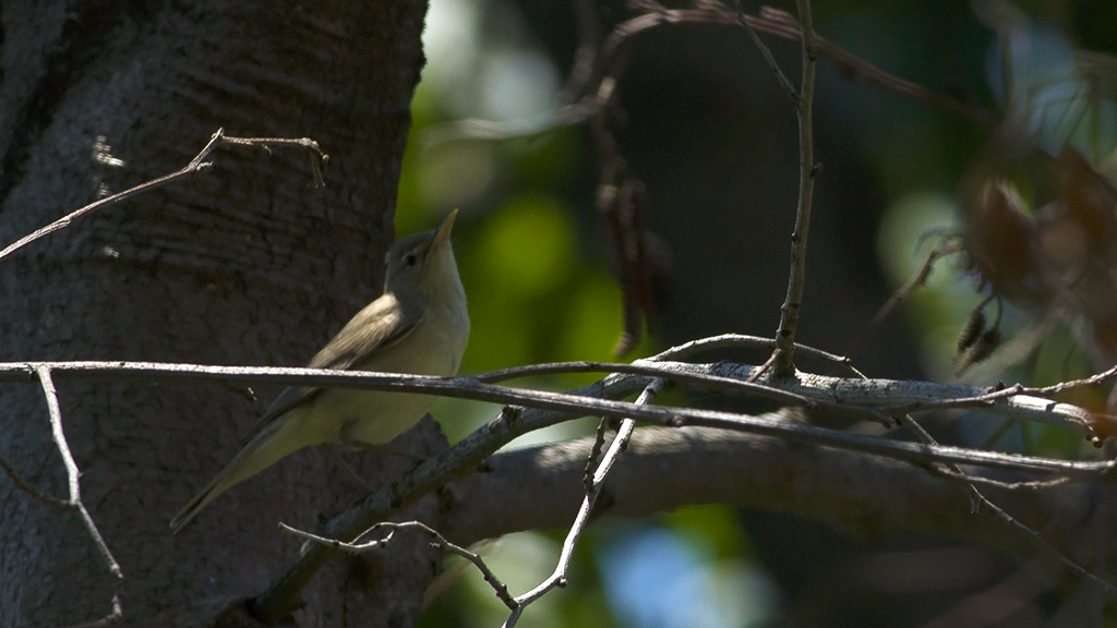 Icterine Warbler