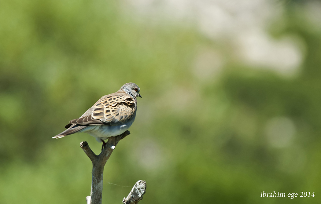 European Turtle Dove