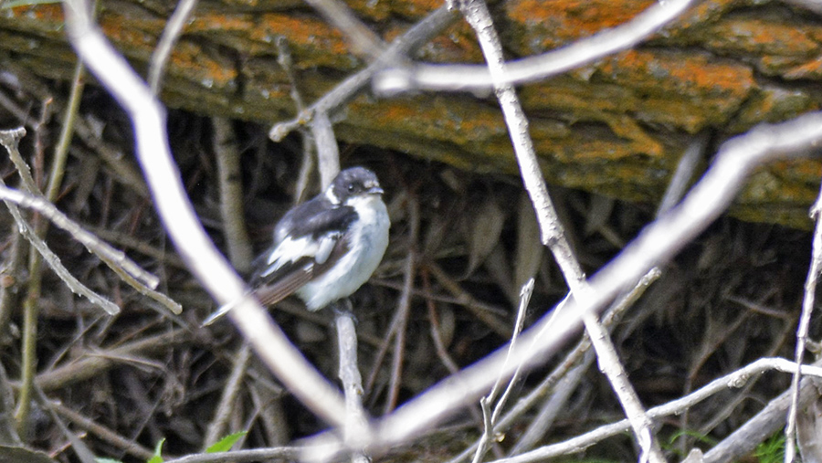 Semicollared Flycatcher