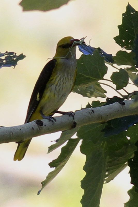 Eurasian Golden Oriole