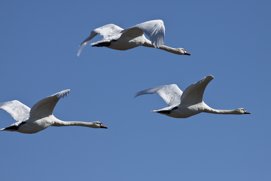 Mute Swan