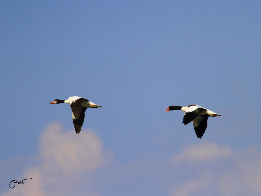 Common Shelduck