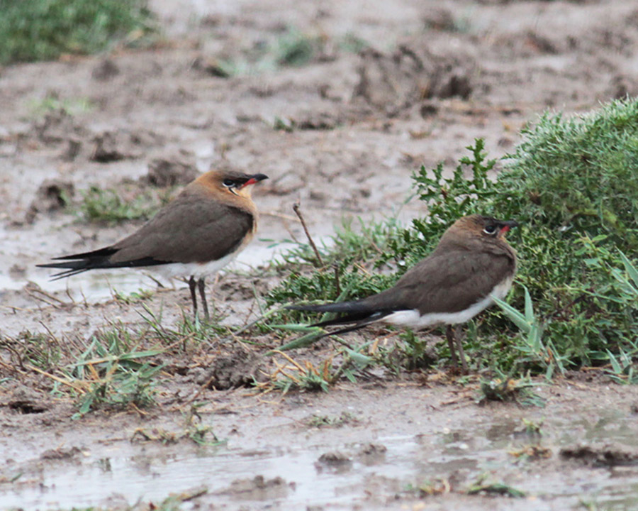 Collared Pratincole