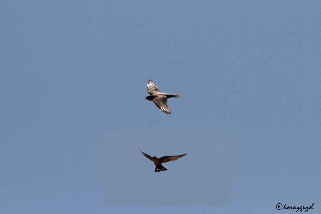 Eurasian Crag Martin