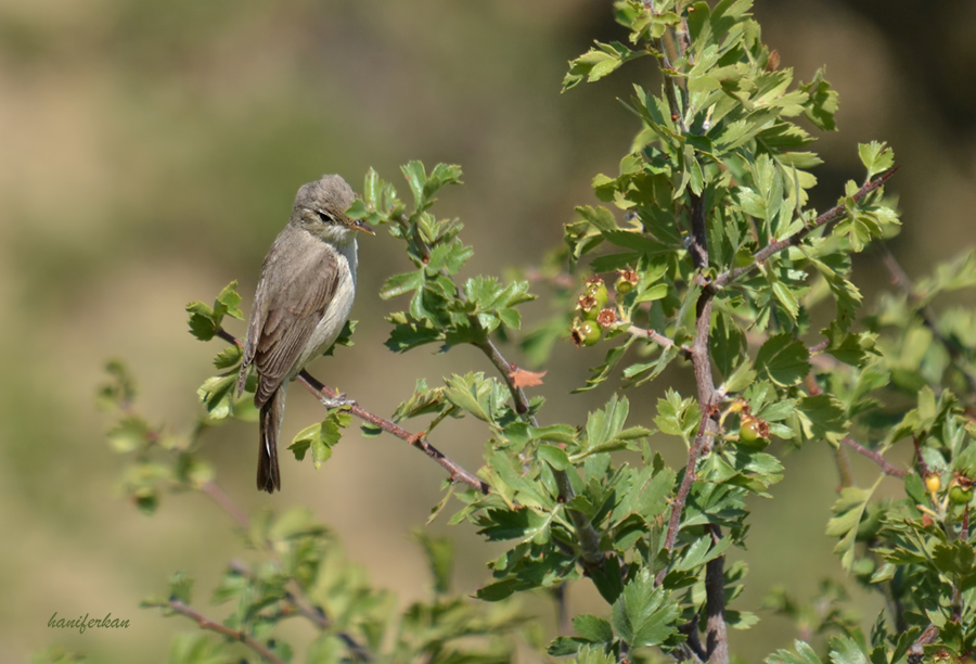 Eastern Olivaceous Warbler