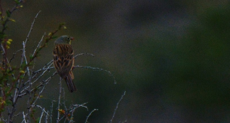 Ortolan Bunting