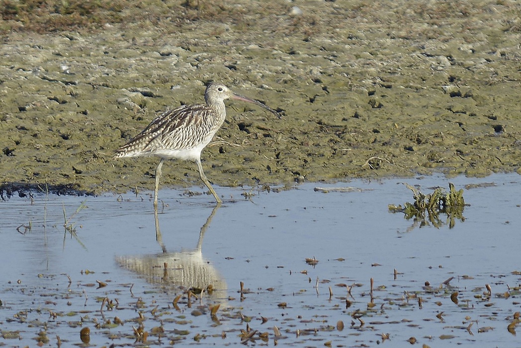 Eurasian Curlew
