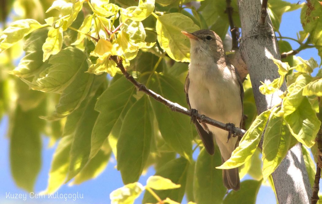 Eastern Olivaceous Warbler