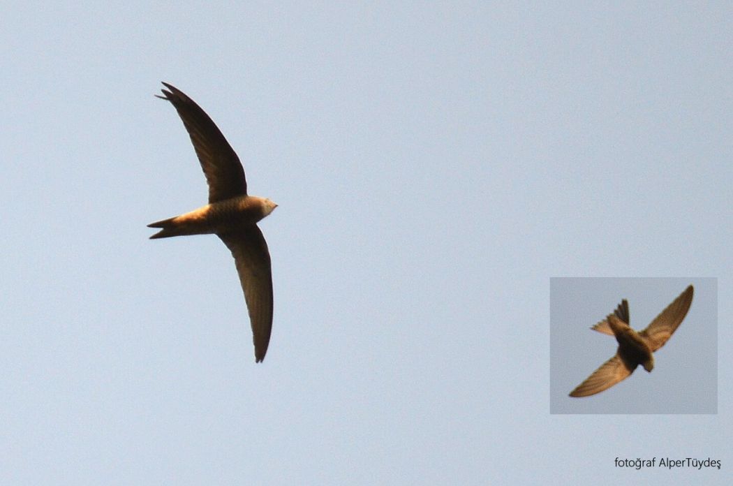 Pallid Swift