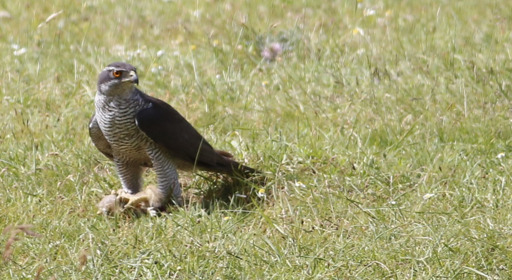 Eurasian Goshawk