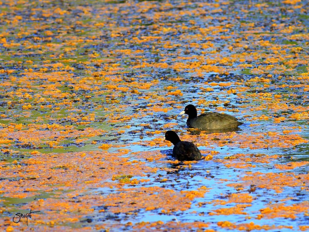Eurasian Coot