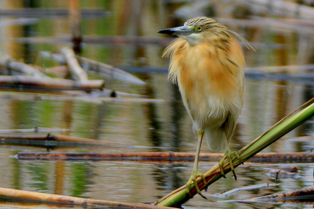 Squacco Heron