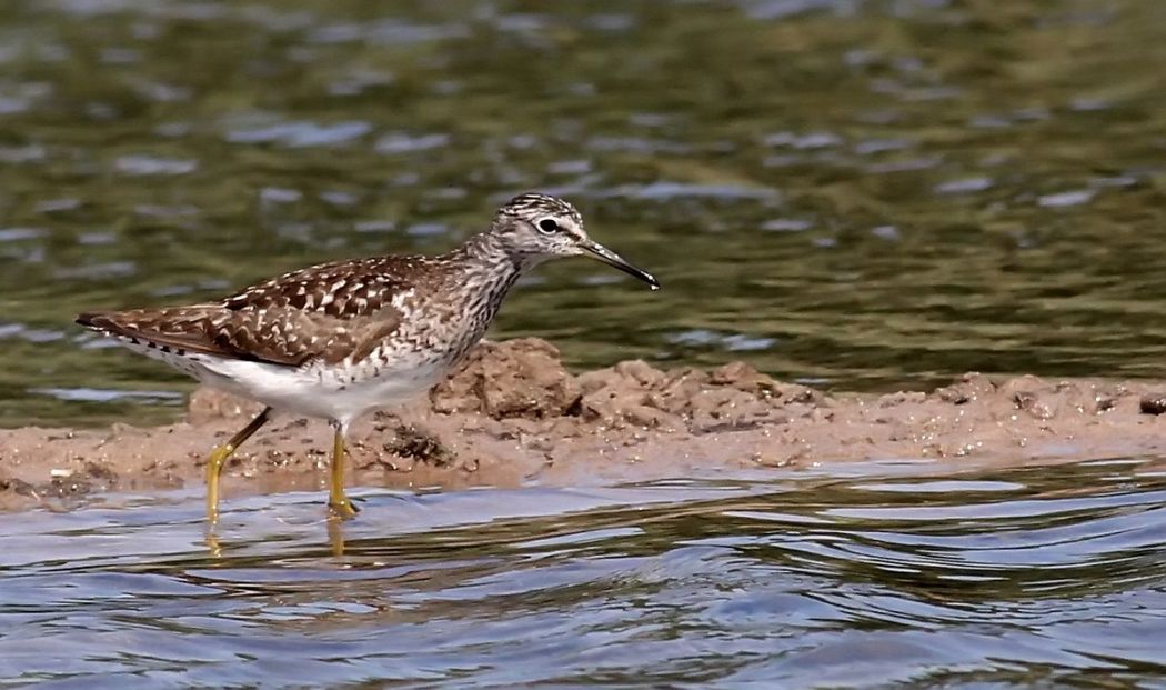 Wood Sandpiper