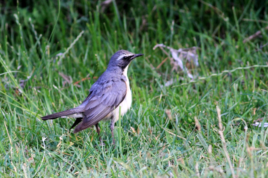 White-throated Robin