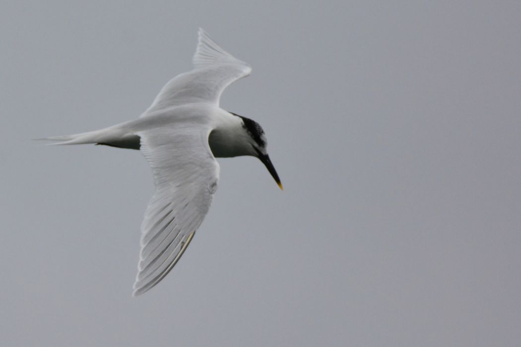 Sandwich Tern