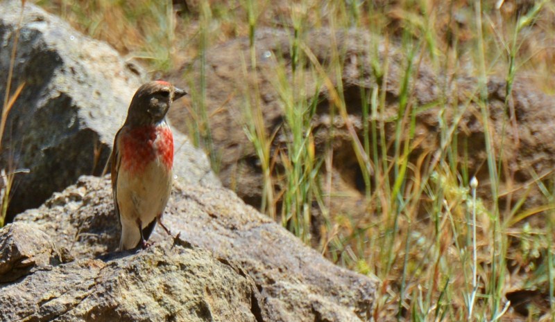 Common Linnet
