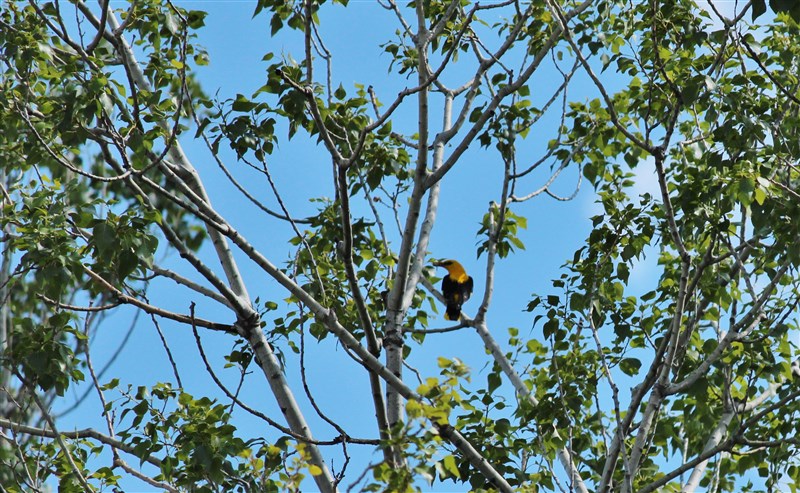 Eurasian Golden Oriole