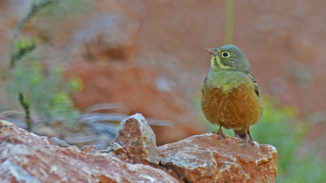 Ortolan Bunting