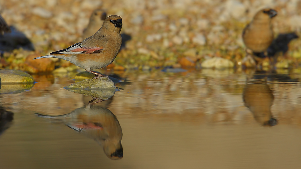 Desert Finch